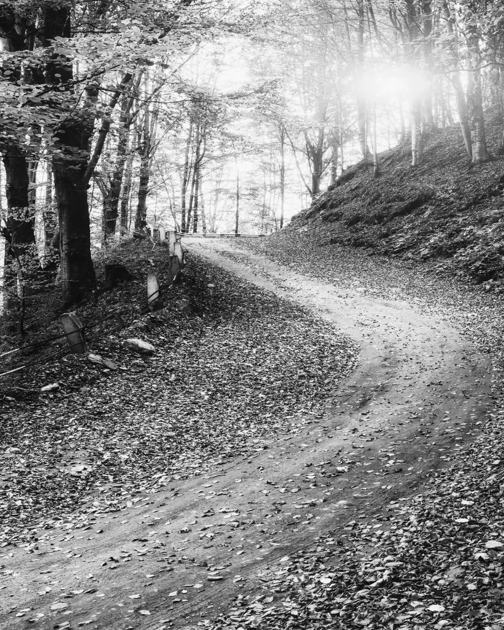 A winding dirt path through the woods, covered in fallen leaves, with sunlight ahead